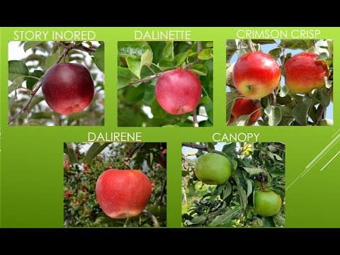 SOIURI DE MĂR PRETABILE PENTRU PRODUCERE ECOLOGICĂ