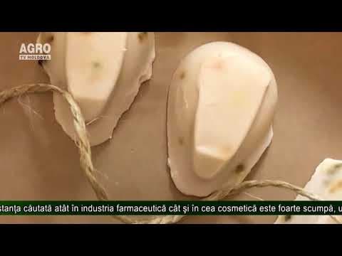 Metodă inofensivă de recoltare a veninului albinelor