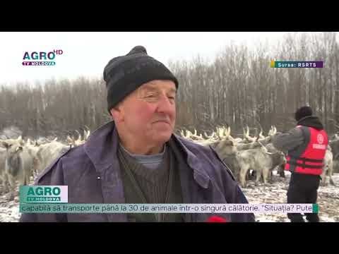 Animale blocate pe o insulă