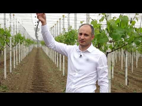Irigarea și fertigarea plantațiilor de struguri de masă