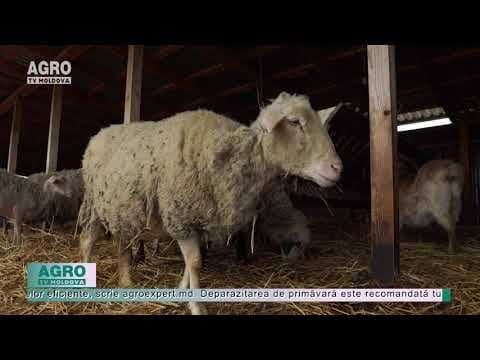 Cum pregătim animalele pentru primăvară
