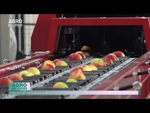 Moldova exportă de două ori mai puține mere