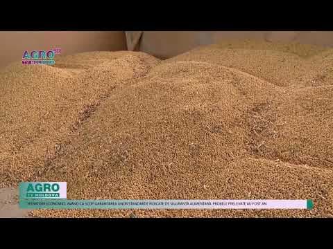 Rezervele de stat de grâu alimentar ating un nivel record