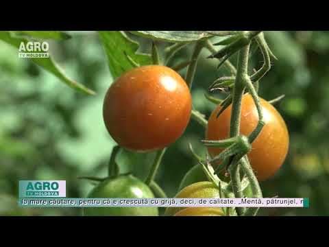 Afacere cu roșii cherry la Donici