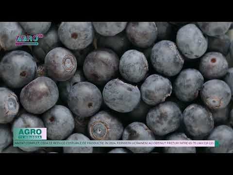 Ucraina își propune să crească exporturile de coacăză neagră congelată