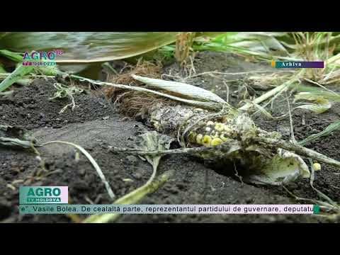 Problemele agricultorilor și rezolvarea acestora. Cum văd politicienii nemulțumirile acestora