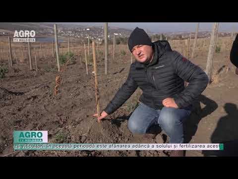 Agricultorii pregătesc vița-de-vie pentru iernat