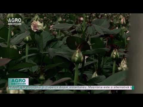 (VIDEO) AgriTech: Olandezii combat pesticidele cu UV