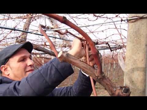 Taierea în uscat a viței-de-vie și formarea plantei în sistemul intensiv de producere Pergola