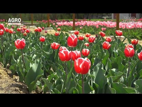Zona Verde - Colecția de 80 de soiuri de lalele