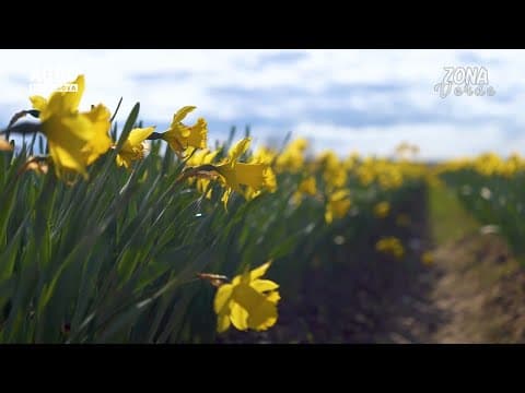 Zona Verde - Creșterea și multiplicarea narcisului
