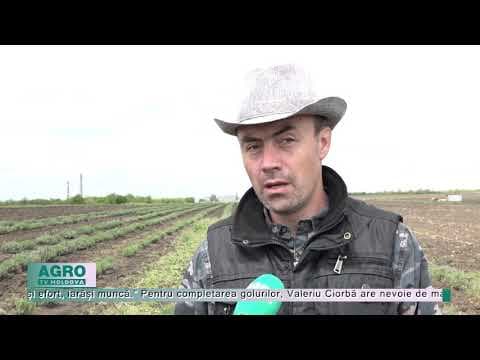Recolta de lavandă, mai mică în 2021