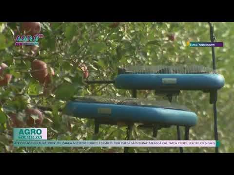 Roboți pentru recoltarea automată a fructelor
