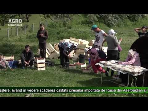 Cerere sporită pe piața Rusiei pentru cireșele moldovenești
