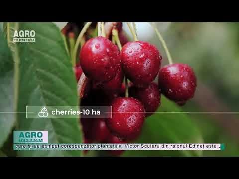 Suprafețele livezilor superintensive sunt în creștere