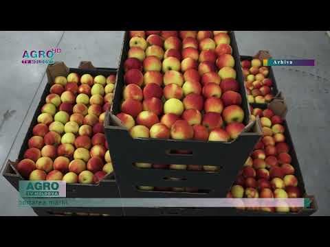 În premieră, Moldova a exportat mere în Germania și Finlanda