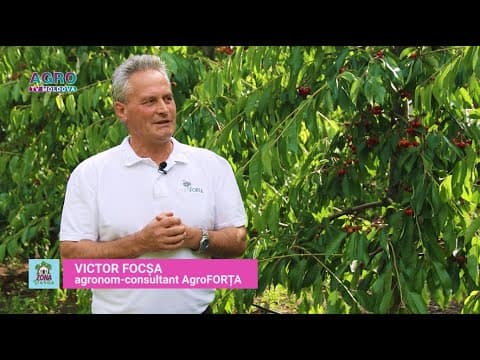 Zona Verde - Cultura cireșului. Lucrări de îngrijire. Sfaturi utile.