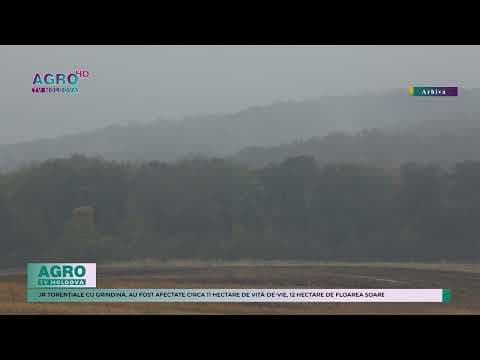Pagube în urma ploilor puternice: Peste 630 de ha de plantații din cinci raioane au fost afectate