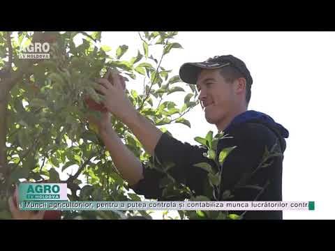 Munca zilierilor ar putea fi plătită prin vouchere