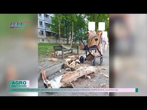 Arborii – pericol pentru sănătatea și siguranța publică