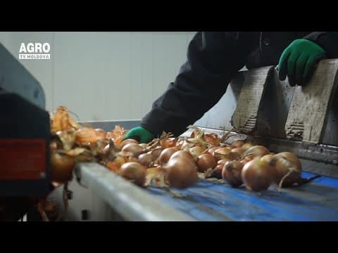 Legumicultura devine afacere profitabilă, cu Livada Moldovei