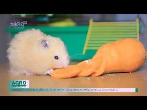 Peste 130 de hamsteri au pus pe jar un avion, care a rămas blocat pe aeroportul