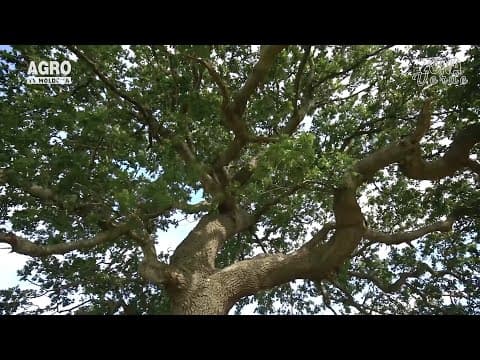 Zona Verde - Pepiniera de copaci decorativi. Învață cum e bine să îngrijești vegetalele