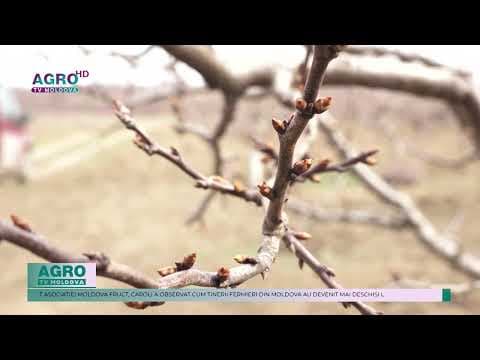 Lucrări esențiale pentru sănătatea pomilor înainte de iarnă