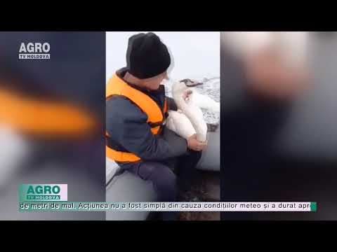 O lebădă, salvată din râul Prut