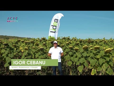 Performanța fermierului cu hibrizii de floarea-soarelui de la LIDEA