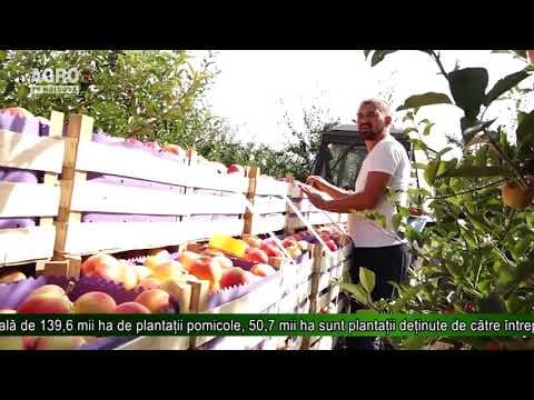 Mai puține livezi, dar mai productive