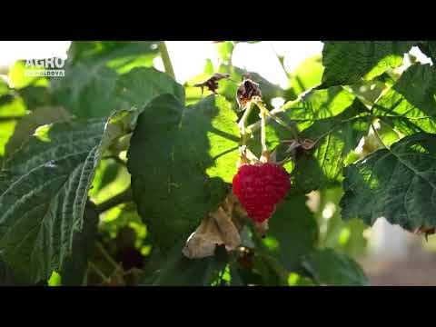 Cultivarea zmeurului pe suport și plasă