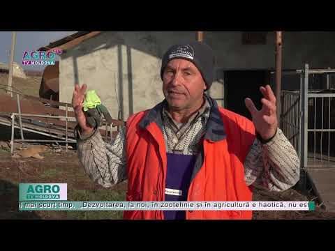Fermier: „La noi, dezvoltarea agriculturii și a zootehniei este haotică…”
