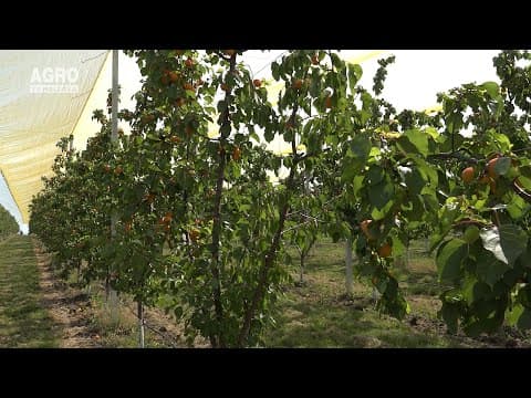 Baștina din 18.07.2021