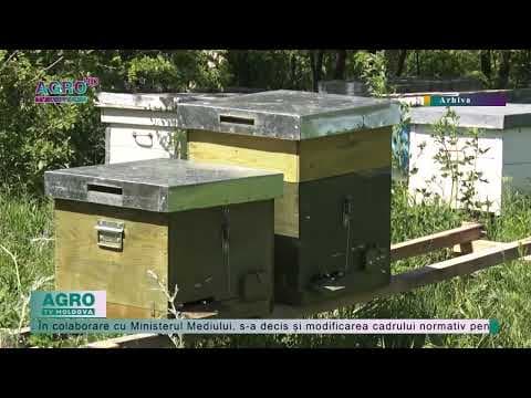 20 mai – Ziua Națională a Albinei
