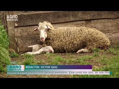 Aveți grijă de animale pe timp de caniculă