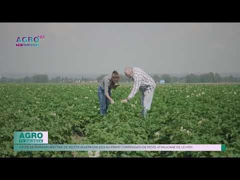 Sprijin financiar de 1,7 miliarde lei pentru agricultura din Moldova