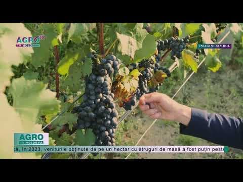 Producția de struguri a atins, în 2023, nivelul de 1,63 de miliarde de lei
