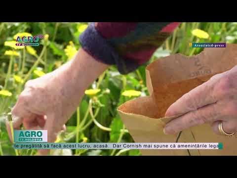 Tot mai mulți agricultori din SUA se ocupă cu cultivarea plantelor, care nu necesită irigare