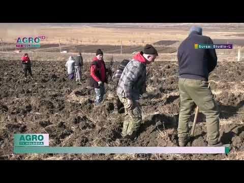 Au plantat 26 de mii de puieți de salcâm