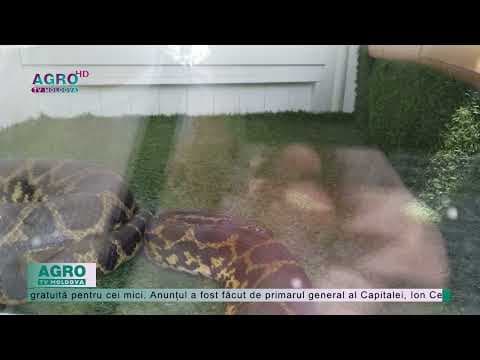 De Ziua Internațională a Copilului, intrarea la Grădina Zoologică va fi gratuită pentru cei mici