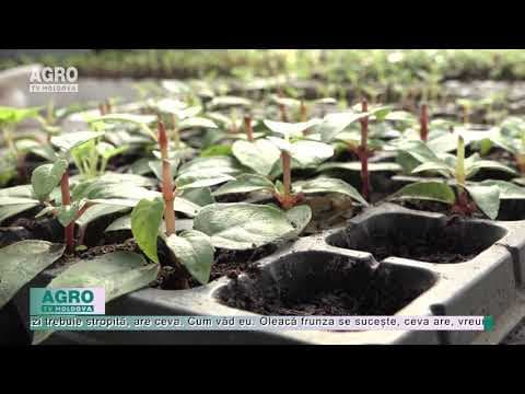 Horticultura poate deveni o pasiune