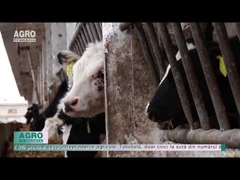 Producția de lapte, lovită de criză
