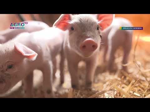 Pe teritoriul Moldovei nu s-au înregistrat cazuri noi de boli infecțioase la animale