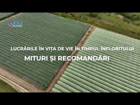 Lucrările în vița-de-vie în timpul înfloritului – Mituri și Recomandări