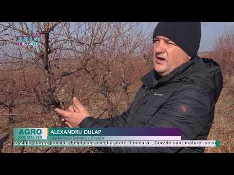 Piersicii intră în iarnă într-o stare foarte bună