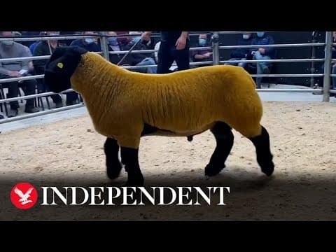 (VIDEO) Un berbec s-a vândut cu 44.000 de euro, a stabilit un nou record