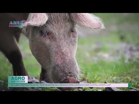 Virusul gripei aviare, detectat în premieră la porci