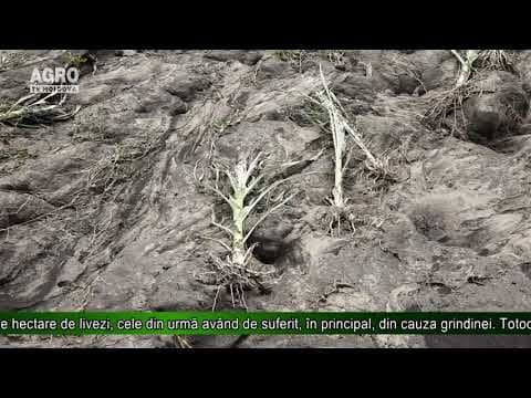 Agricultorii, loviți dur de precipitațiile abundente
