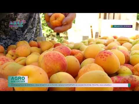 Republica Moldova a exportat o cantitate record de 12 mii de tone de caise în acest sezon